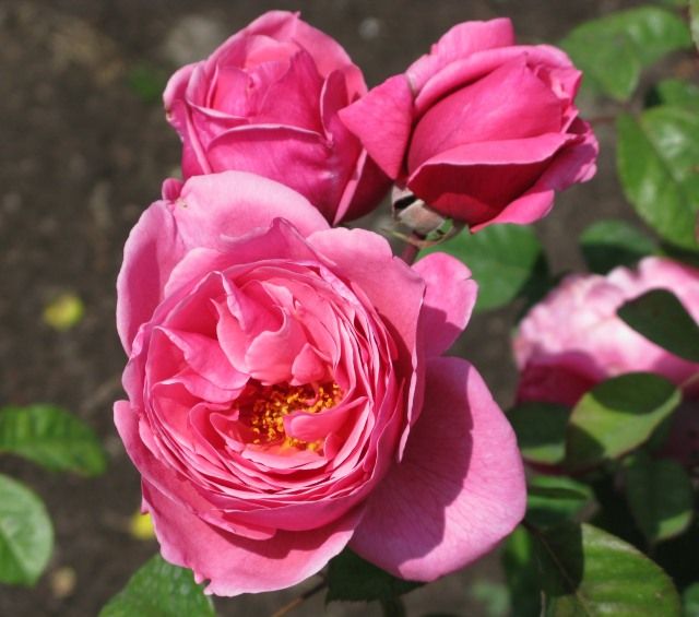  photo Dee-lishatsjmunigardmeilland06HTIMG_1193akaforget-me-not_zpsba296150.jpg